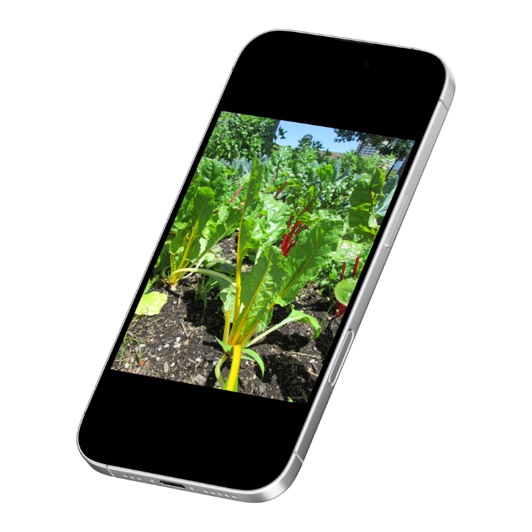 Mobile Version